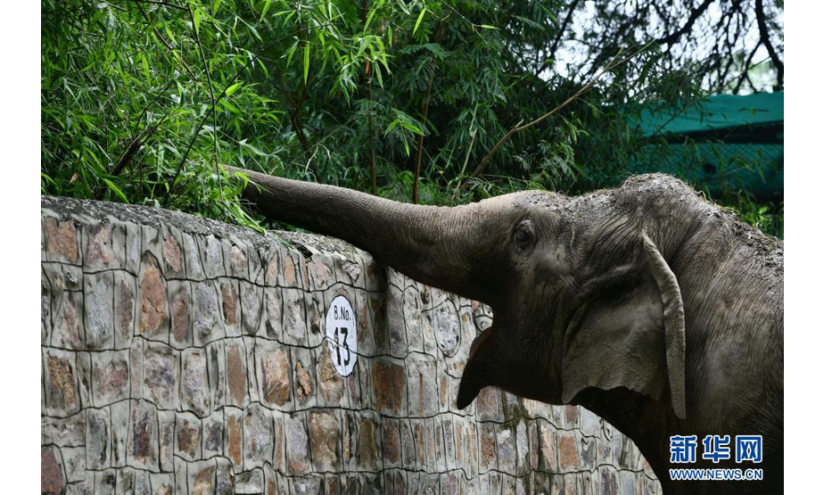 这是8月1日在印度新德里动物园拍摄的大象。

　　因新冠疫情而关闭的印度新德里动物园当日重新对公众开放。

　　新华社发（帕塔·萨卡尔摄）