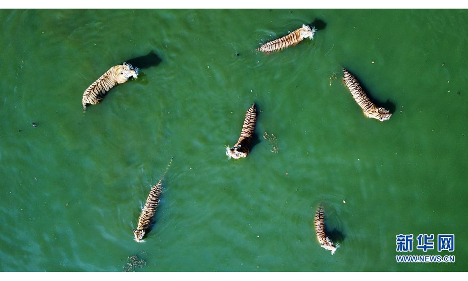 这是7月27日拍摄的横道河子东北虎林园野化训练区水池中的东北虎（无人机照片）。

　　新华社记者 王建威 摄