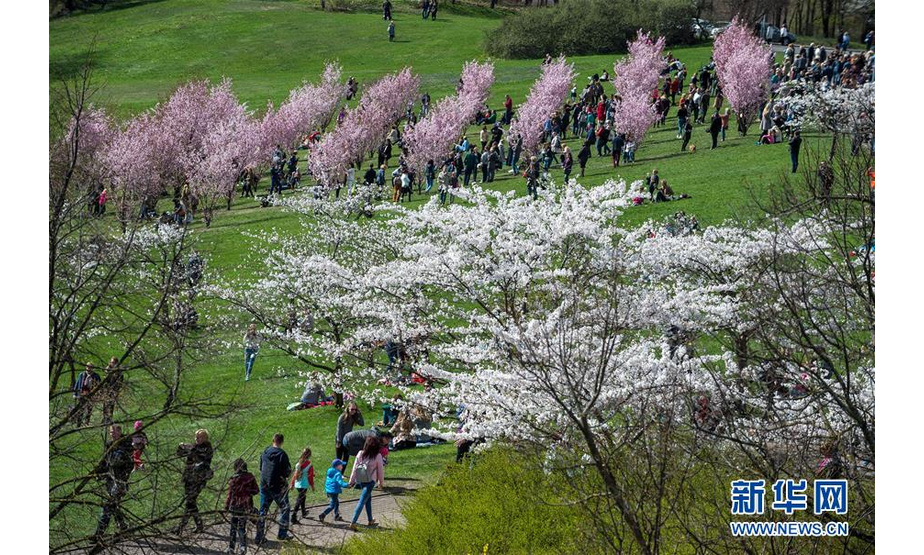 4月22日，人们在立陶宛首都维尔纽斯一个樱花盛开的公园里赏花。近日，立陶宛天气逐渐转暖，首都维尔纽斯的樱花盛开。新华社发（阿尔弗雷达斯·普里亚迪斯摄）