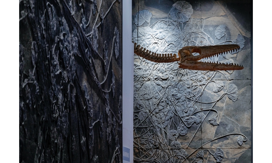 2021年7月22日，四川成都，身长39.8米，身高15米的马门溪龙，是目前世界世界最大“化石恐龙”，现身崇州天演博物馆。该博物馆在2019年成为自然资源部东北亚古生物演化重点实验室化石修复与研究中心。