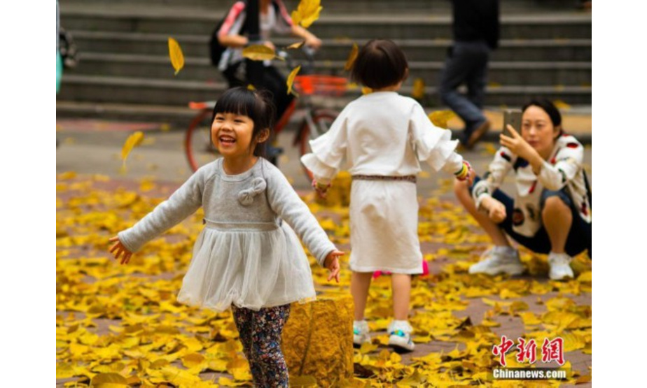 　2月21日下午，一场春雨打落满地黄叶，广州呈现出一派“秋天”的景色。广州老城区大量种植的大叶榕，通常会在春天发新叶芽前落叶。因此，每年广州的春天反而呈现秋色。中新社记者 柯小军 摄
