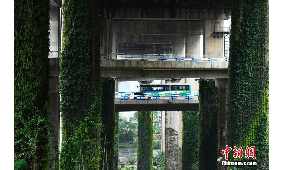 10月23日，重庆一立交桥桥墩上长满了植物，显得非常壮观，经过此地的行人如同穿梭于城市森林隧道之中。图为汽车经过立交桥。 陈超 摄