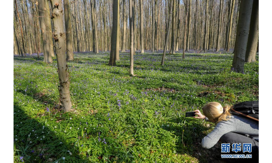 4月17日，一名游客在比利时哈勒市附近的哈勒森林拍照。

　　每年春天，比利时哈勒森林里大片蓝铃花盛开，远望去，森林像覆盖了一层紫色的地毯，这里因此被称为“紫花森林”。

　　新华社记者 郑焕松 摄