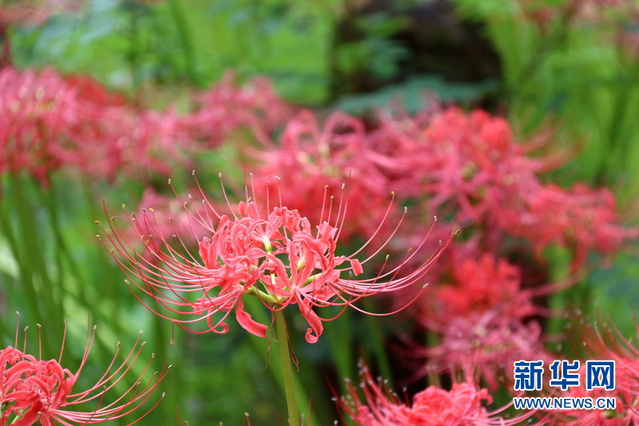 鲜红似火!日本埼玉县500万株曼珠沙华盛开