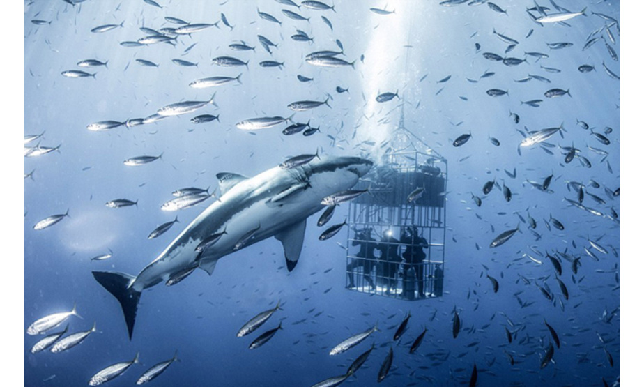 【环球网综合报道】据英国《每日邮报》3月15日报道，近日，美国专家在墨西哥瓜达卢佩群岛进行潜水研究鲨鱼时，拍摄下了一组鲨鱼畅游海底的照片，海底的瑰丽景色令人见之心喜、心向往之。