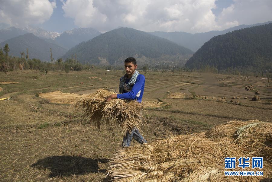 10月21日，在印控克什米尔阿嫩德纳格，农民在田里收获稻谷。 新华社发（贾维德·达尔摄）
