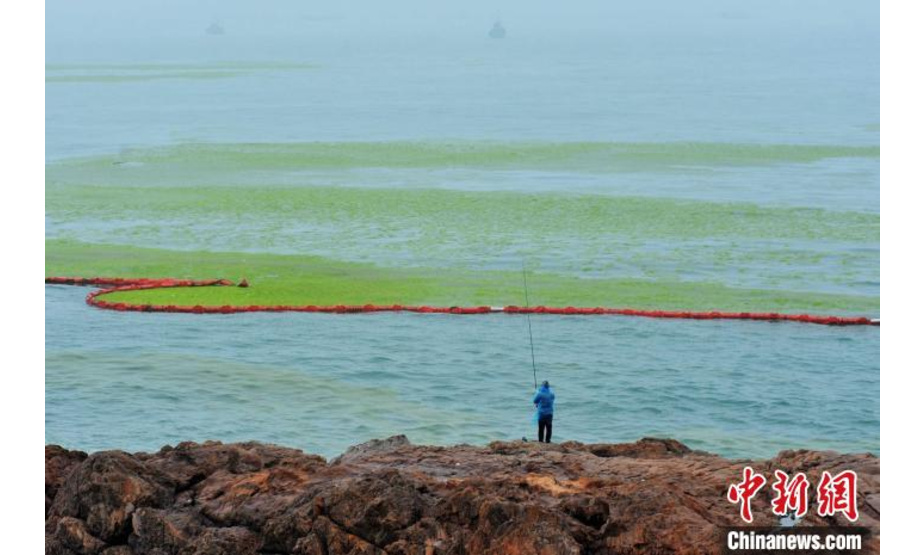 6月17日，游客在山东省青岛市一处沿海景区的浒苔拦截网边钓鱼。　王海滨 摄