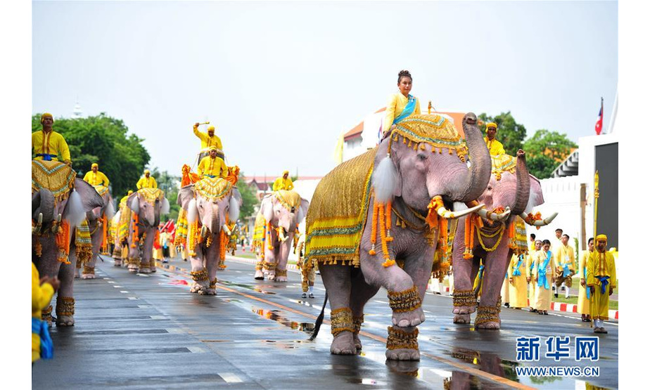 5月7日，在泰国曼谷，“白象”在驯象师的引领下前往大王宫。当日，10头来自泰国大城府被染色的大象在驯象师的引领下来到曼谷大王宫附近向国王画像行跪拜礼，以表尊敬。新华社发（拉亨 摄）