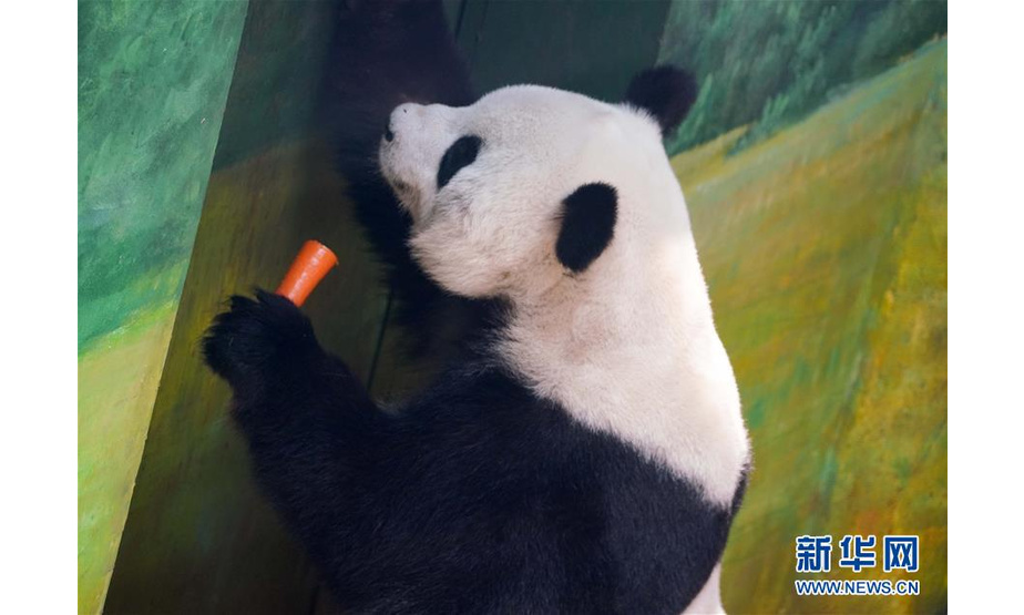 7月18日，大熊猫思嘉在熊猫馆中吃食物。 新华社记者王松摄