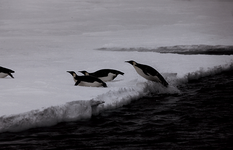 
在她的镜头里，我们可以看到小帝企鹅在冰面上蹒跚学步的样子和成年帝企鹅跳入水中捉鱼的情景。