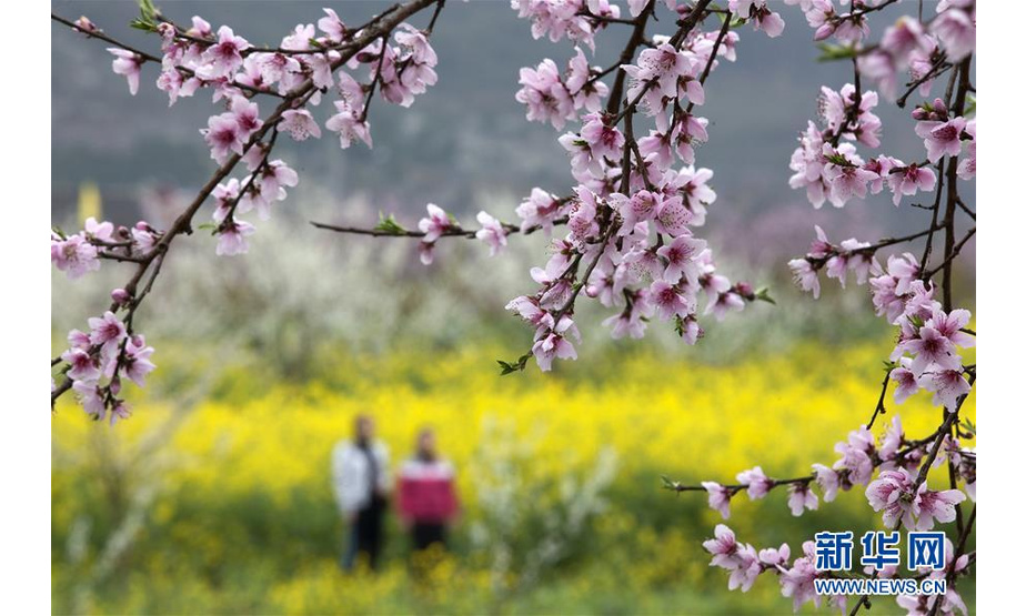 3月15日，游人在贵州省毕节市黔西县大关镇丘林村踏青赏花。 随着气温回升，各地春花绽放，春意盎然。