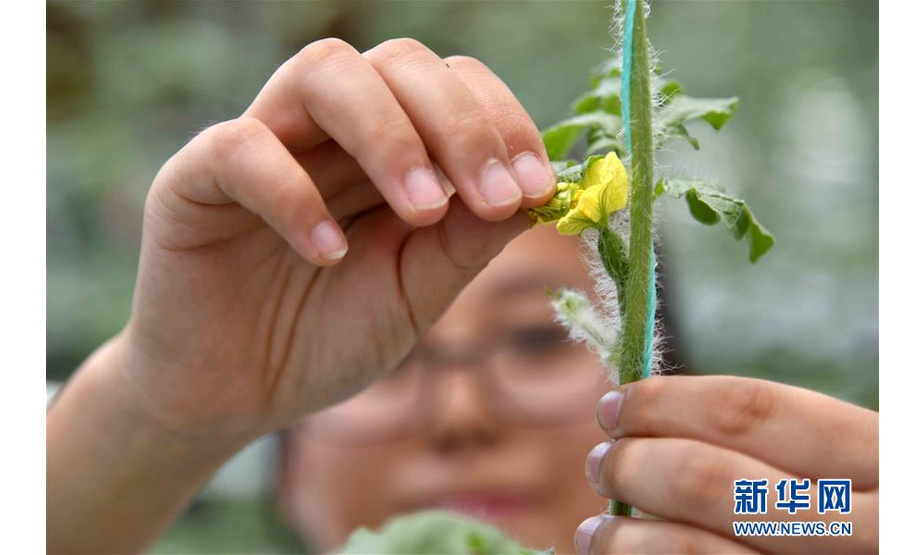 7月16日，在潍坊市寒亭区郭牌农业种植示范园，工作人员在给西瓜授粉。 新华社记者 郭绪雷 摄