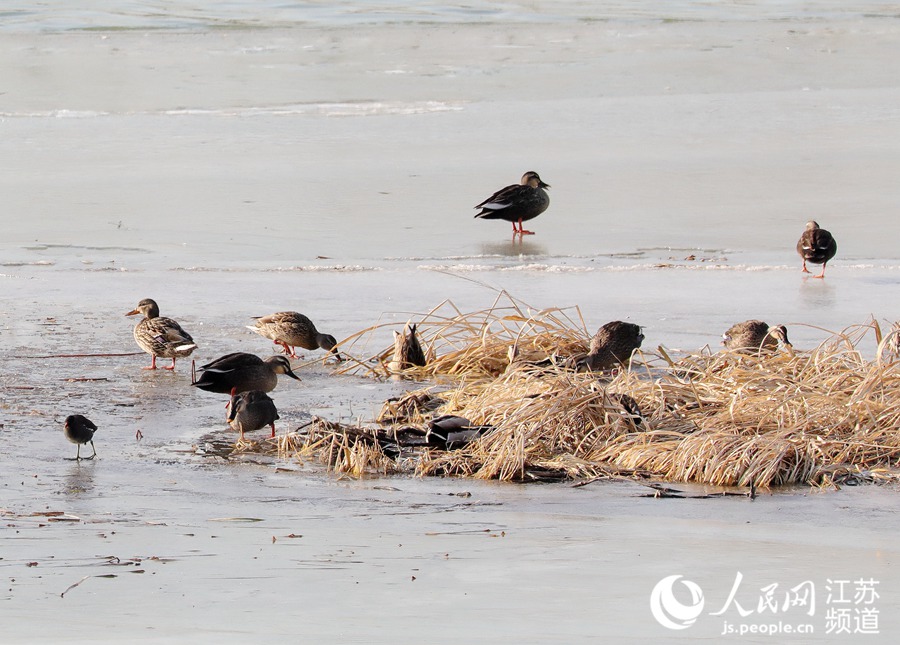 人民网宿迁1月12日电 入冬以来，陆续有绿头红腿的野鸭飞到江苏沭阳县境内的淮沭河畔。近些年，随着生态环境的改善，每到寒冬时节都会有大批野鸭迁徙来此越冬。（丁华明 黄启源）