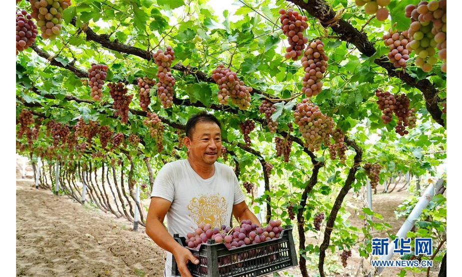 9月9日，怀来县桑园镇后郝窑村的果农在搬运刚采摘的葡萄。新华社记者 杨世尧 摄