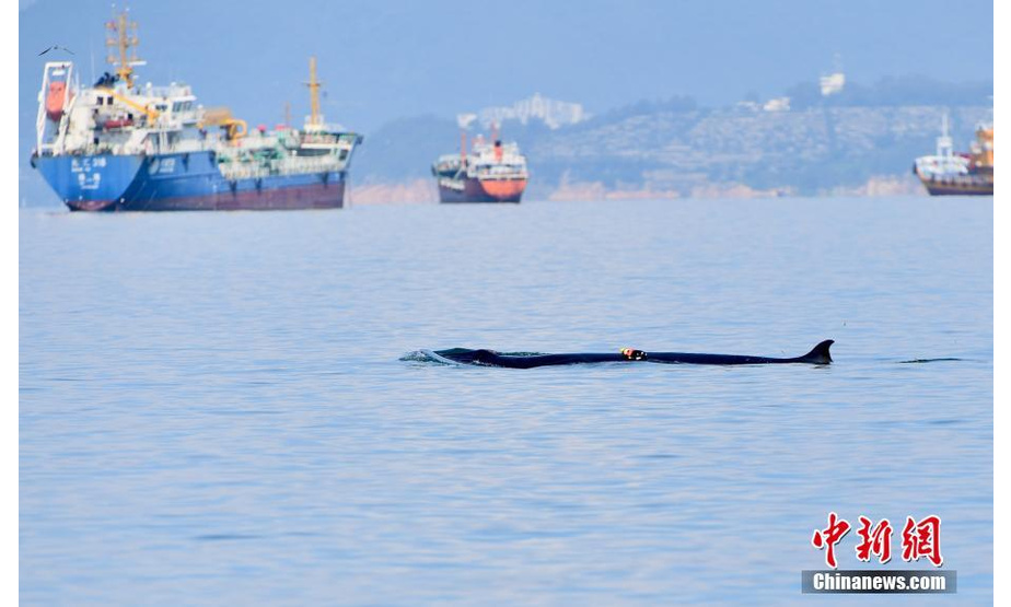 7月4日，在广东省深圳市大鹏湾海域拍摄的布氏鲸。日前，一头布氏鲸出现在大鹏湾海域，此后一直在该海域逗留。经专家观测，这是一条体长8米左右的小型布氏鲸，目前健康状况良好。连日来，深圳市大鹏新区相关部门已加强对相关海域的监测和管理。 中新社记者 陈文 摄