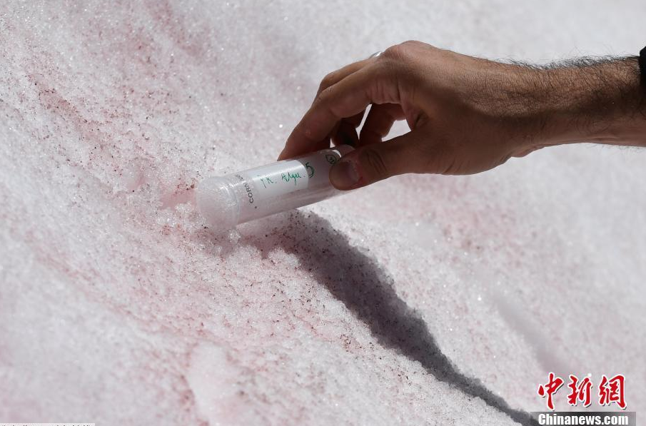 当地时间7月4日，意大利佩里扎诺，研究员在Presena冰川顶部采集了粉红色雪的样本。粉红色可能是来自格陵兰岛的Ancylonela nordenskioeldii藻类群落的缘故。
