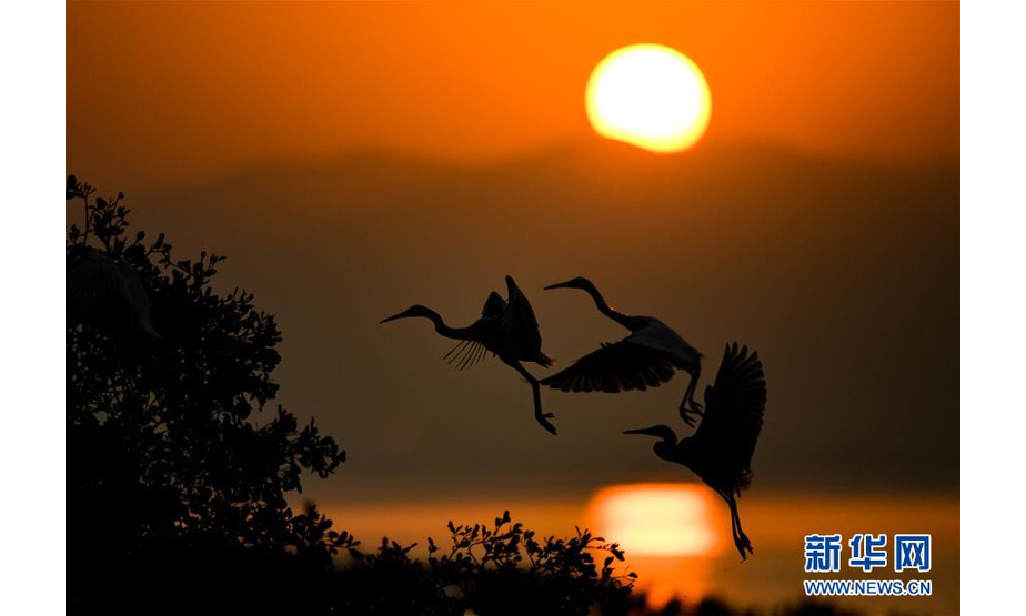 12月11日，水鸟在深圳湾畔觅食。

　　深圳湾是水鸟的天堂，是候鸟迁徙的中转站和歇脚地。每年有超过10万只水鸟在此栖息越冬。

　　新华社记者 毛思倩 摄
