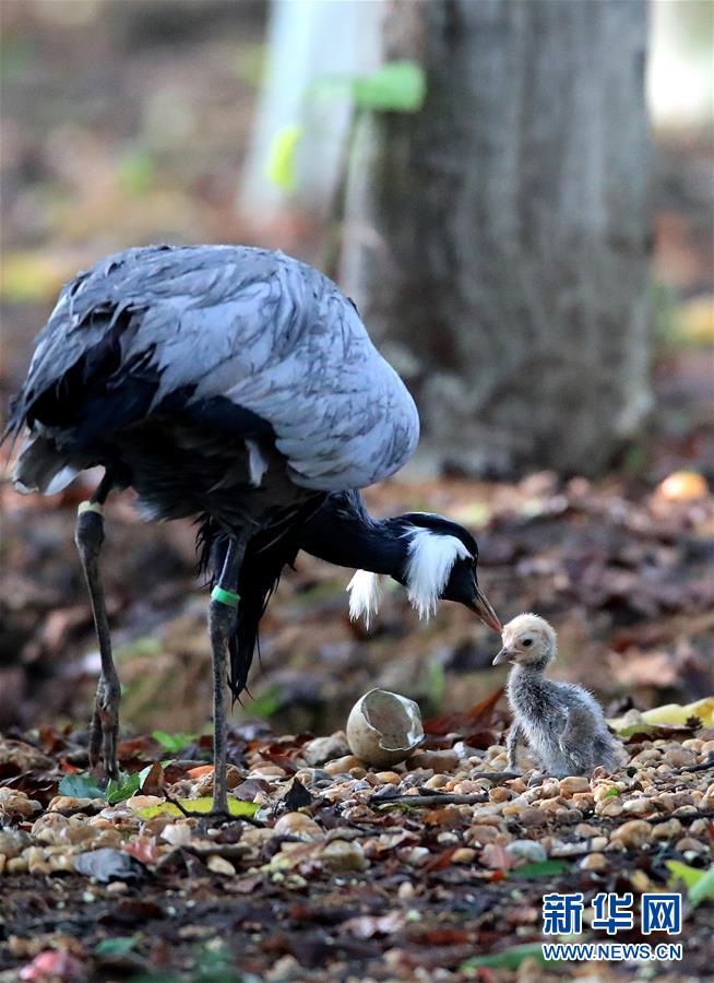 成年蓑羽鹤在照顾刚刚破壳的小鹤（6月23日摄）。 6月23日，一只蓑羽鹤宝宝在江西省南昌市高新区艾溪湖湿地公园破壳。考虑到南方正值汛期，小鹤又很容易受到其他野生动物的伤害，工作人员将小鹤进行了转移保护。如今，6天大的蓑羽鹤宝宝体重已经达到了101.5克，工作人员将在小鹤长大一些后择机放回蓑羽鹤父母身边。 据介绍，蓑羽鹤是国家二级保护动物，在中国种群数量较少，在城市公园内自然产卵孵化的案例非常少见。 新华社发（余会功 摄）