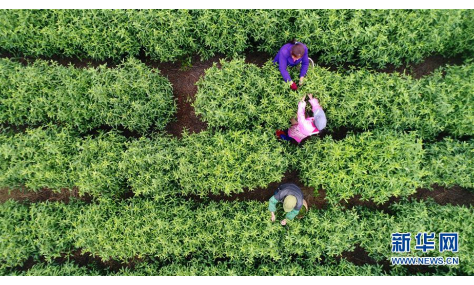 3月15日，江西省吉安市永丰县七都乡的茶农正在采摘春茶（无人机拍摄）。 新华社发（刘浩军 摄）