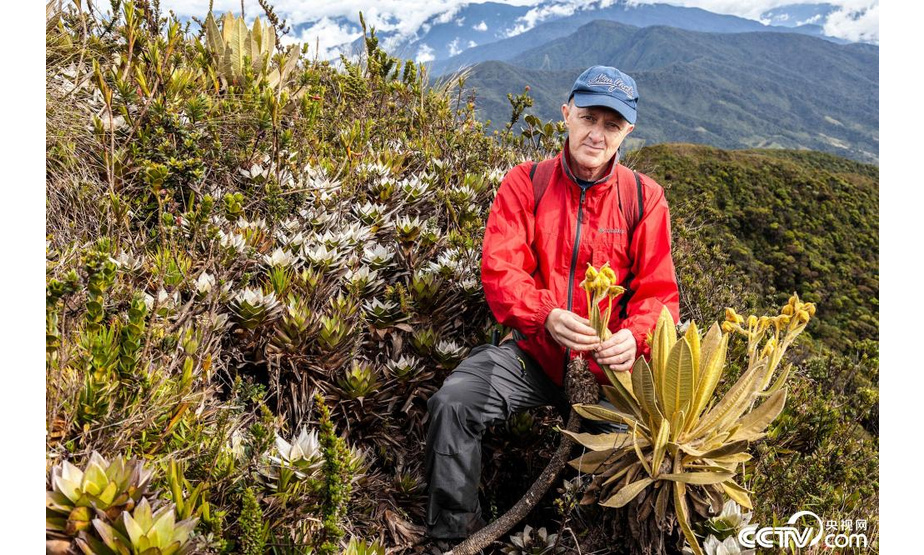 当地时间6月3日，哥伦比亚安蒂奥基亚省Sonson，生物学家Fernando Alzate在哥伦比亚西北部的一座山上发现了一个安第斯菊属旱生植物（frailejon）新物种，它是维持河流和溪流流动的关键植物。