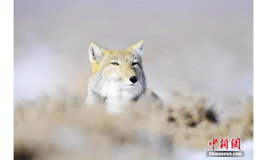 近日，祁连山国家公园甘肃省管理局酒泉分局老虎沟保护站来了几只不速之客——藏狐。以“迷之微笑”而著称的藏狐，每天在检查站周边转悠，为保护区增添了一份美丽与灵动。色拥军 摄
