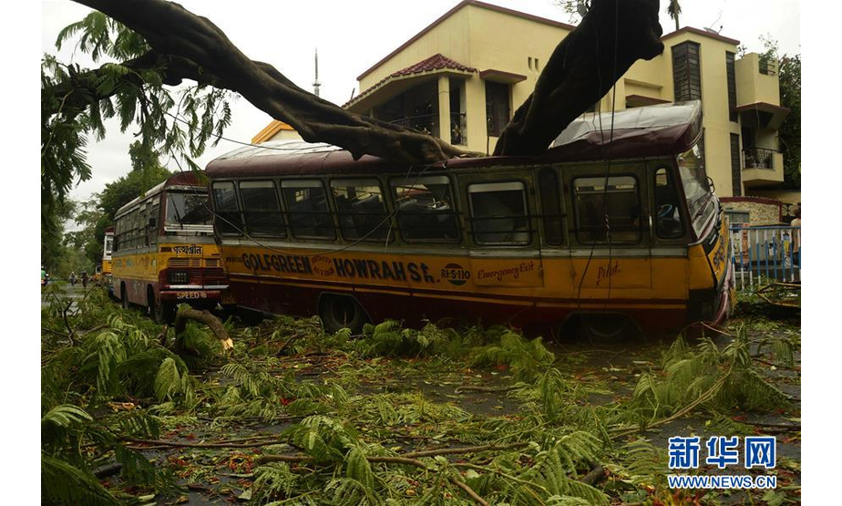 5月21日，在印度加尔各答，一辆巴士被压在倾倒的树木下。新华社发