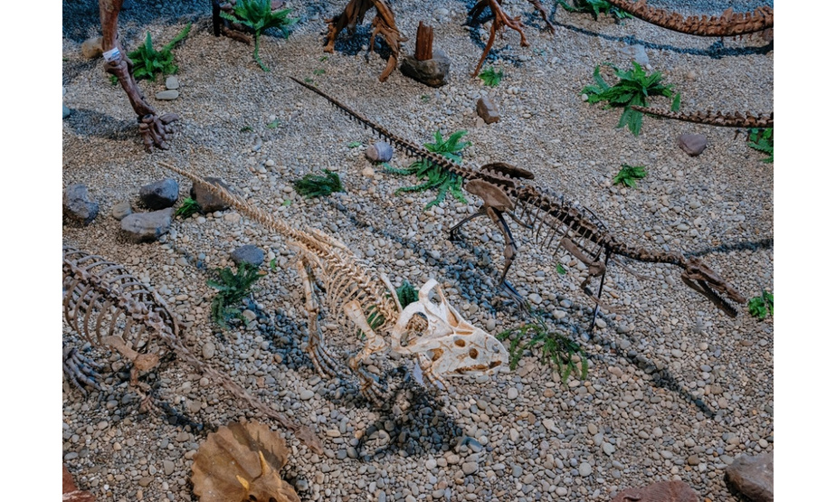 2021年7月22日，四川成都，身长39.8米，身高15米的马门溪龙，是目前世界世界最大“化石恐龙”，现身崇州天演博物馆。该博物馆在2019年成为自然资源部东北亚古生物演化重点实验室化石修复与研究中心。