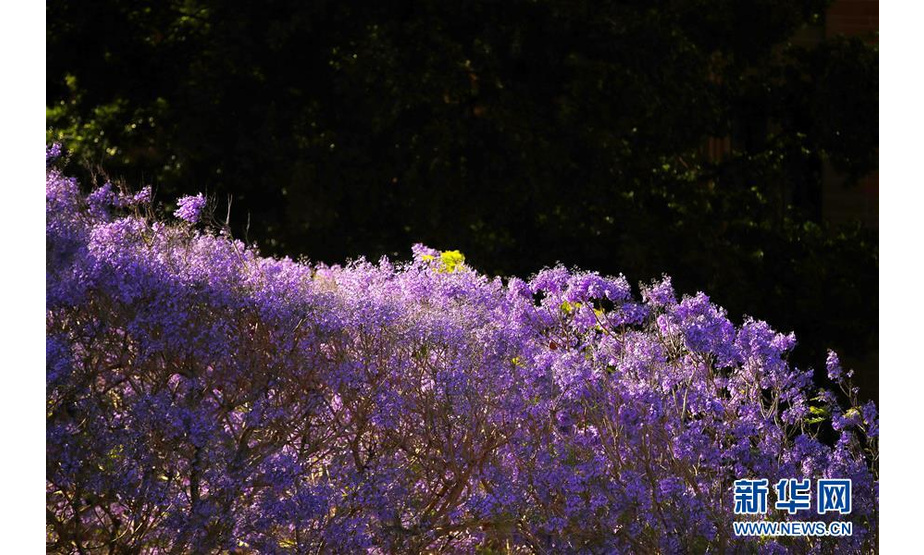 10月22日，蓝花楹在澳大利亚悉尼街边盛放。 位于南半球的澳大利亚近日进入蓝花楹盛放的时节。 新华社记者 白雪飞 摄