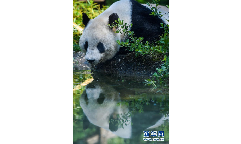 这是5月17日在奥地利维也纳美泉宫动物园拍摄的大熊猫“阳阳”。

　　大熊猫“阳阳”自2003年从中国来到维也纳美泉宫动物园以来，一直是这里的“明星”，深受人们喜爱。

　　新华社记者 郭晨 摄