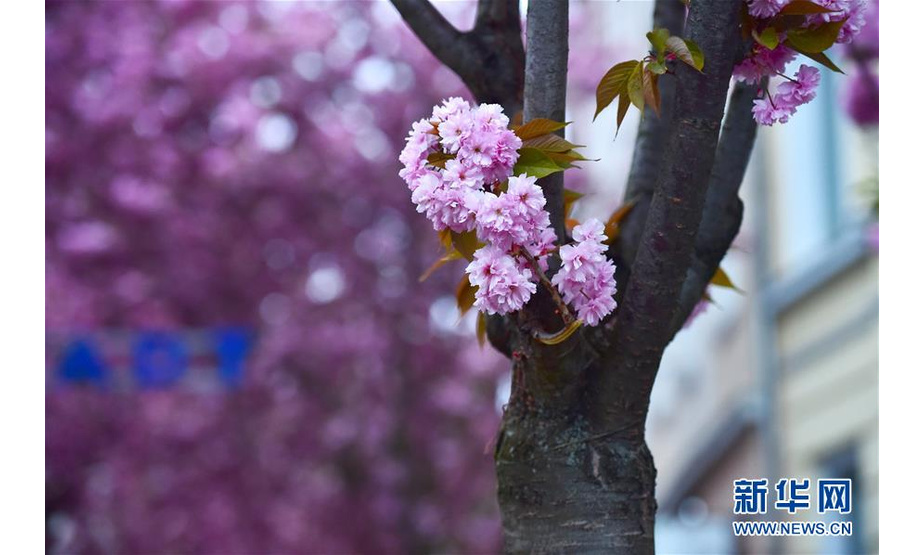 这是4月12日在德国波恩市拍摄的盛开的樱花。 新华社记者逯阳摄