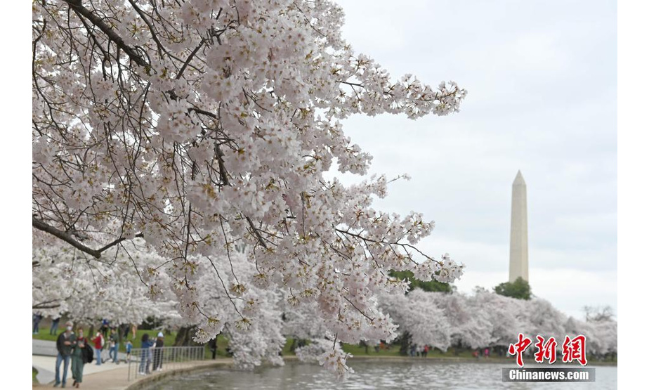 美国首都华盛顿近日迎来一年一度樱花季。据美国国家公园管理局预测，华盛顿潮汐湖畔的樱花将于4月2日至5日迎来盛放期。图为3月31日拍摄的潮汐湖。 中新社记者 陈孟统 摄