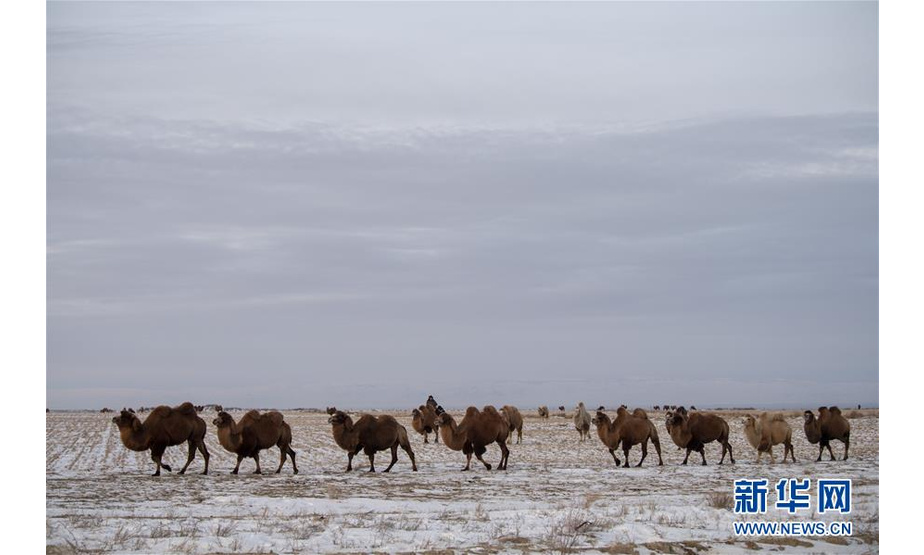 11月24日，一群骆驼在新疆吉木乃县“万驼园”觅食。 新华社记者 沙达提 摄