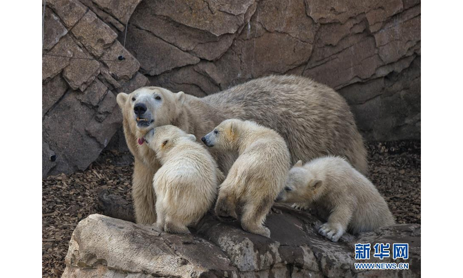 5月14日，在法国昂蒂布的马林兰海洋主题公园，小北极熊三胞胎和妈妈在一起。 新华社发（塞尔热·阿乌兹摄）
