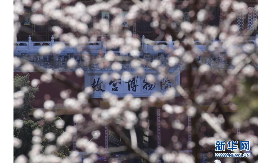 3月11日拍摄的桃花映衬下的北京故宫神武门。随着天气转暖，北京各大公园和街头的各种春花陆续绽放。 新华社发（刘宪国 摄）
