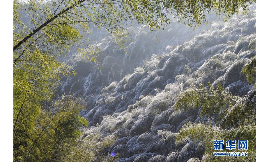 这是12月13日拍摄的安徽省霍山县佛子岭镇大林村竹林雪景。新华社发（徐程 摄）