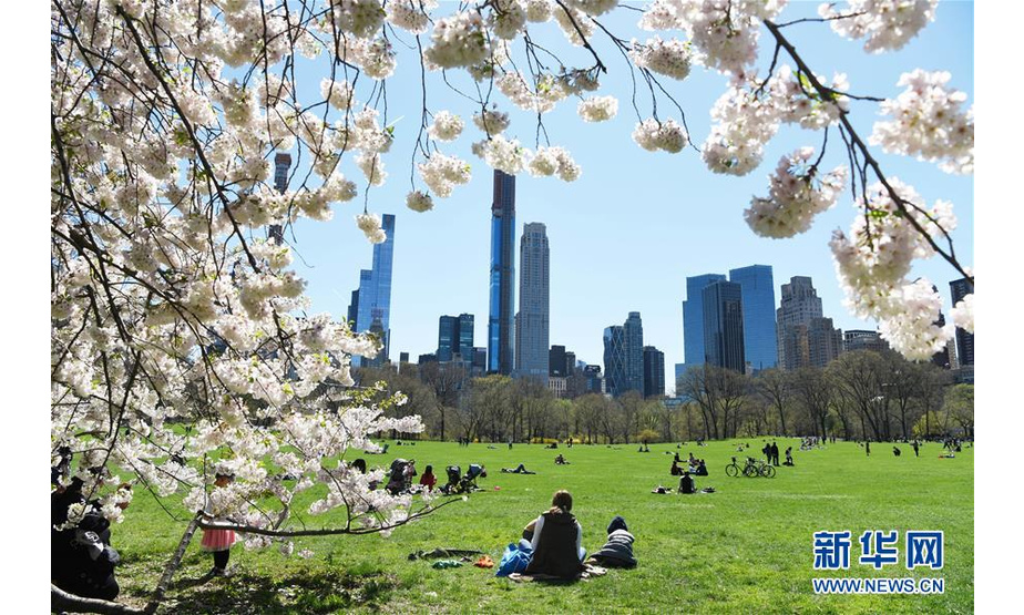4月16日，人们在美国纽约中央公园的草坪上休憩。随着气温回暖，4月的纽约告别了漫长冬季，春花烂漫，生机盎然。 新华社记者韩芳摄
