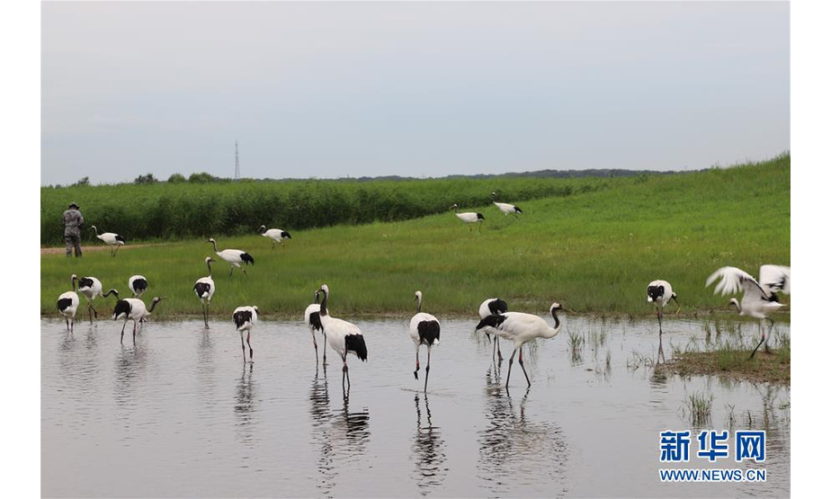 在黑龙江扎龙国家级自然保护区，一群丹顶鹤在“散步”（7月23日摄）。 新华社发（孙晓宇摄）