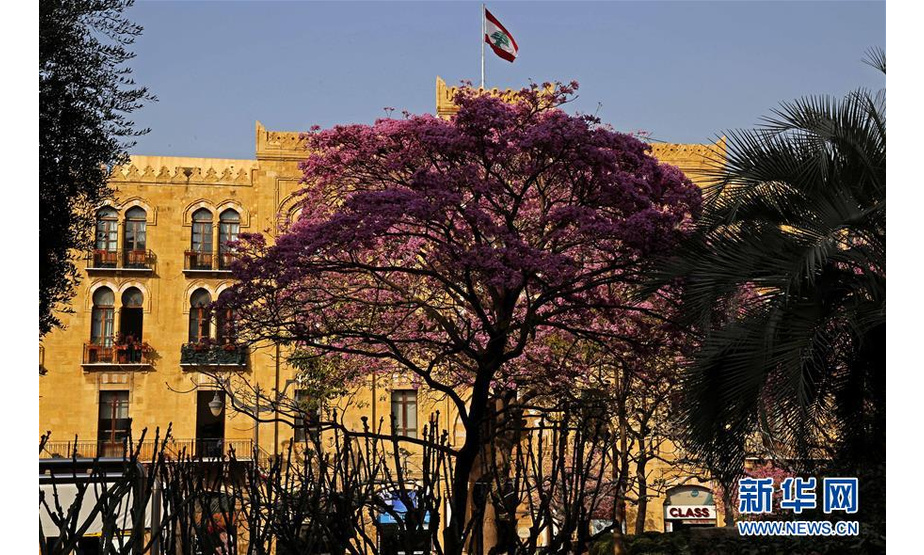 3月13日，在黎巴嫩首都贝鲁特，市政大楼前树木上的花儿盛开。 新华社发（比拉尔·贾维希摄）