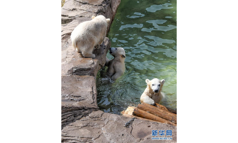 5月14日，在法国昂蒂布的马林兰海洋主题公园，小北极熊三胞胎在水池中玩耍。 新华社发（塞尔热·阿乌兹摄）