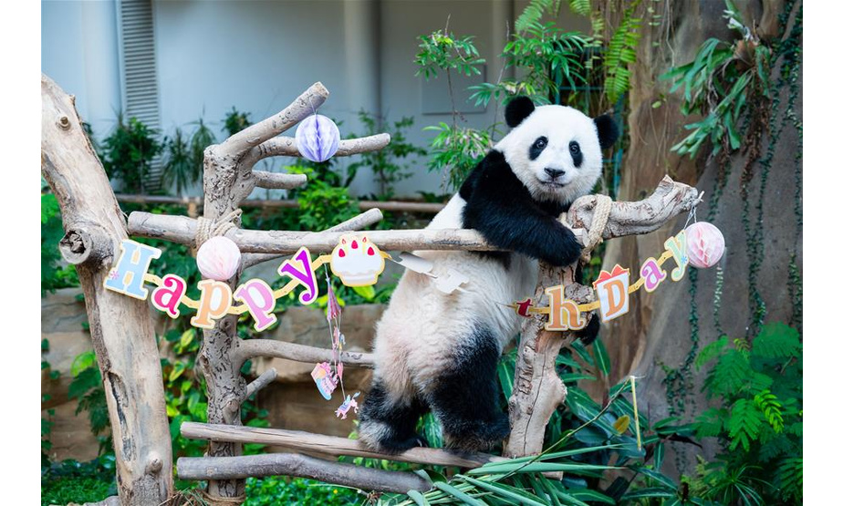 1月14日，在马来西亚吉隆坡附近的马来西亚国家动物园，大熊猫宝宝“谊谊”庆祝生日。马来西亚国家动物园14日为在马出生的第二只雌性大熊猫宝宝“谊谊”庆祝两周岁生日。新华社记者 朱炜 摄