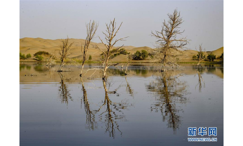 这是罗布湖里枯死的胡杨（9月15日摄）。 9月，位于新疆巴音郭楞蒙古自治州尉犁县境内的罗布湖秋韵渐浓，景色如画。 新华社记者 赵戈 摄