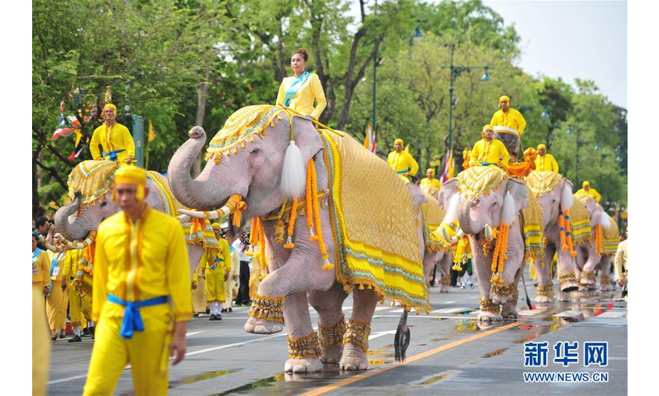 5月7日，在泰国曼谷，“白象”在驯象师的引领下前往大王宫。当日，10头来自泰国大城府被染色的大象在驯象师的引领下来到曼谷大王宫附近向国王画像行跪拜礼，以表尊敬。新华社发（拉亨 摄）