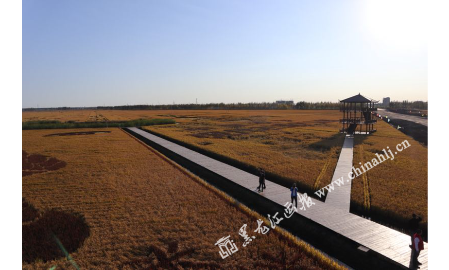 庆安稻作文化生态园。黑龙江画报记者 穆静莹 摄