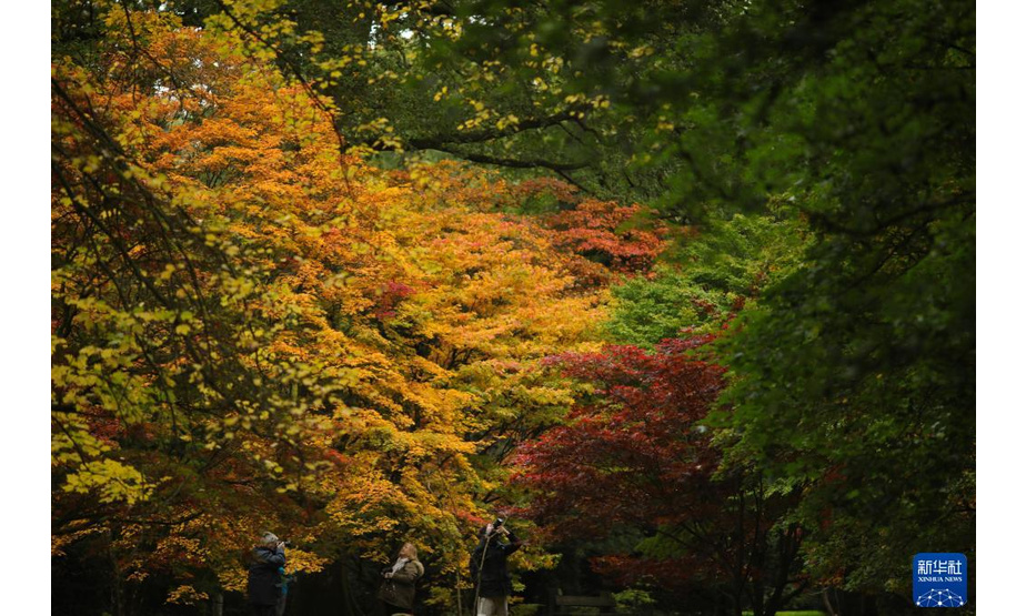 10月27日，游客在英国格洛斯特郡的韦斯顿伯特植物园欣赏秋景。

　　新华社发（蒂姆·爱尔兰摄）