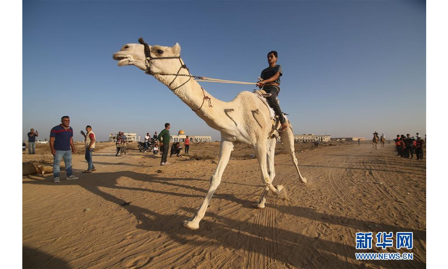 10月20日，在加沙地带南部拉法，一名男子参加骆驼赛跑。 新华社发（哈立德·奥马尔 摄）