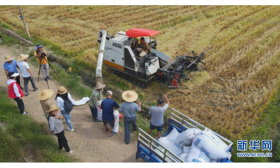 农民们站在田埂旁，将一袋袋稻谷绑好归仓。新华网发