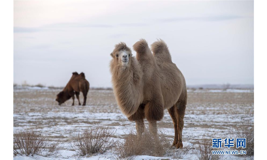 11月24日，两峰骆驼在新疆吉木乃县“万驼园”觅食。 新华社记者 沙达提 摄