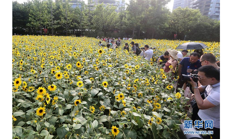 7月14日，游客在上海南园滨江绿地拍照、赏花。新华社记者 陈飞 摄