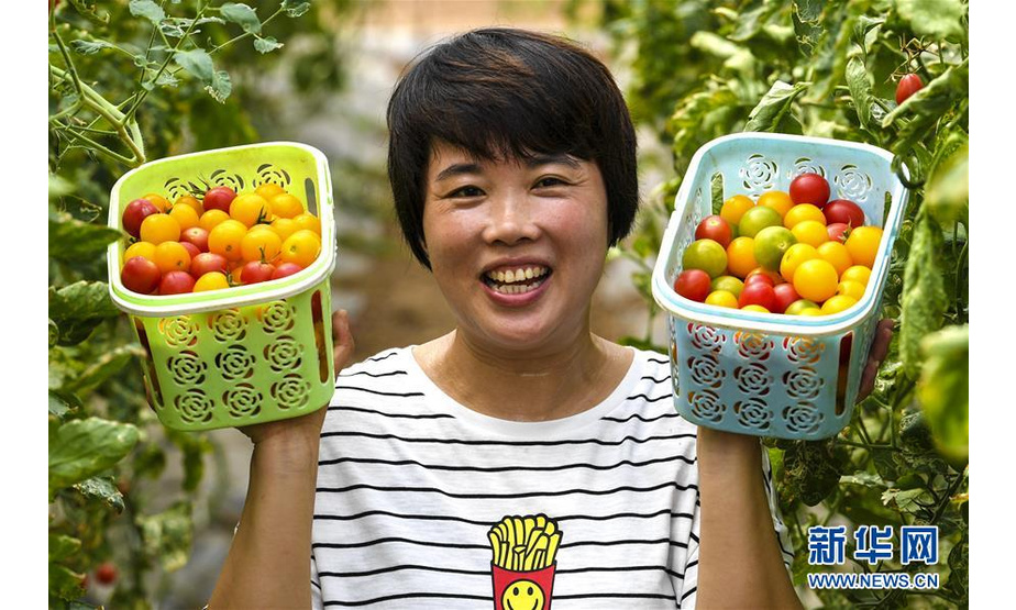 7月10日，在河北省武强县北大洼现代农业示范区的康绿健生态园，游客展示刚采摘的樱桃西红柿。新华社记者 李晓果 摄