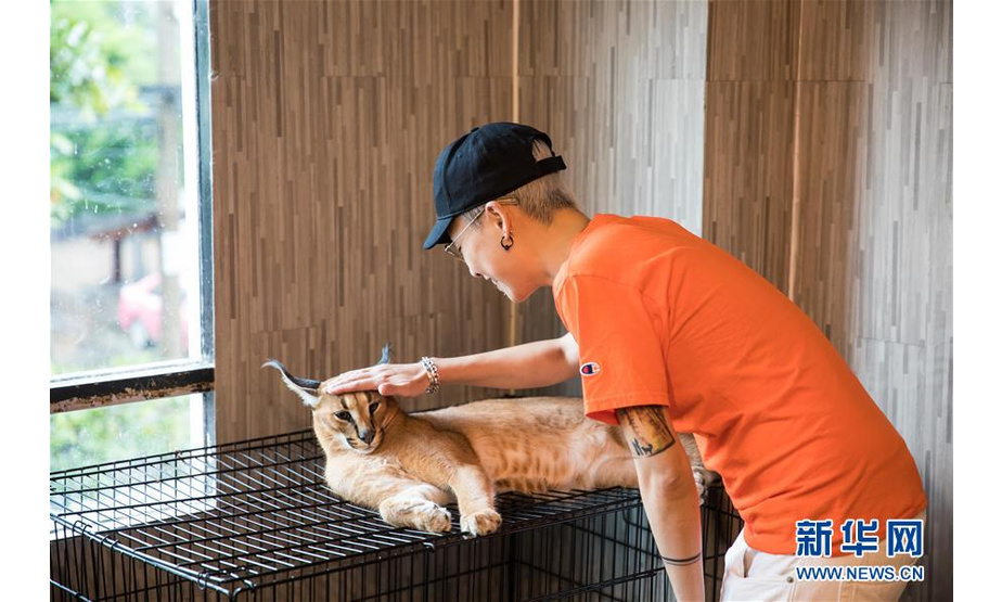 泰国首都曼谷有一间奇妙的动物咖啡馆。在这里，顾客不仅能看到几只可爱的猫咪，还可以在店员的陪伴指导下和猫头鹰、阔耳狐等动物进行亲密的接触。 新华社记者 张可任 摄
